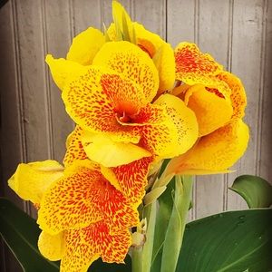 Meet your Posher, Christen